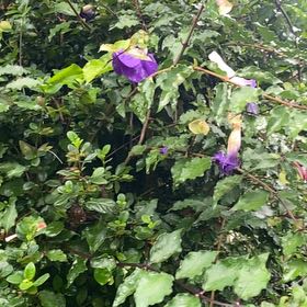 Photo of the plant species Oceanblue Morning-Glory by @IconCowvine44 named Terra on Greg, the plant care app