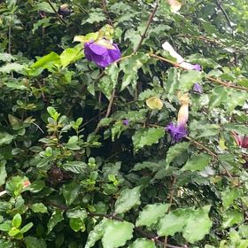 Photo of the plant species Oceanblue Morning-Glory by @IconCowvine44 named Lebron on Greg, the plant care app