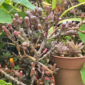Photo of the plant species Houghton's Hybrid by @IconCowvine44 named Planty on Greg, the plant care app
