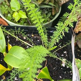 Photo of the plant species Boreal Yarrow by @IconCowvine44 named Aria on Greg, the plant care app