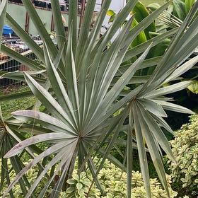 Photo of the plant species Bismarckia by @IconCowvine44 named Tolkien on Greg, the plant care app