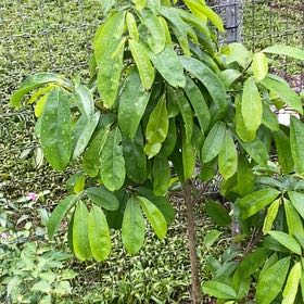 Photo of the plant species Soursop by @IconCowvine44 named Bieber on Greg, the plant care app