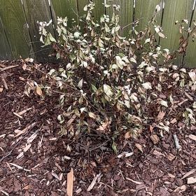 Photo of the plant species Gardenia by @RulerRedhill87 named Lavender on Greg, the plant care app