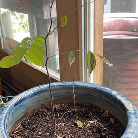 Photo of the plant species Wisteria Tree by @DinkumPygmyiris named Surya on Greg, the plant care app