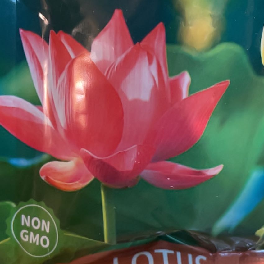 Photo of the plant species Sacred Lotus by @DinkumPygmyiris named Fernie Mercury on Greg, the plant care app