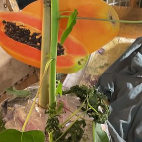 Photo of the plant species Papaya by @DinkumPygmyiris named Leonardo on Greg, the plant care app
