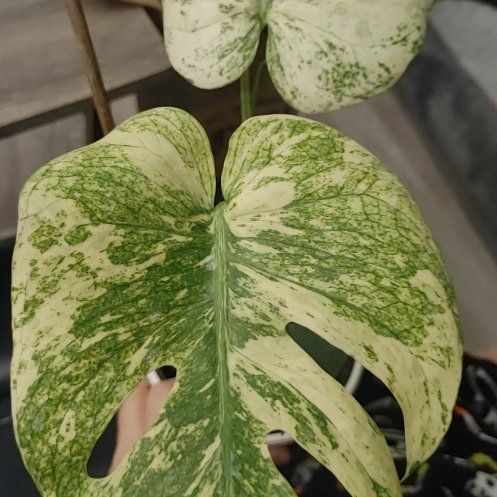 Photo of the plant species Monstera 'Mint' by @ModestCashew13 named Lacy on Greg, the plant care app