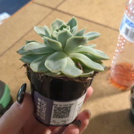 Photo of the plant species Echeveria 'Arctic Ice' by @LuckyRye18 named Apollo on Greg, the plant care app
