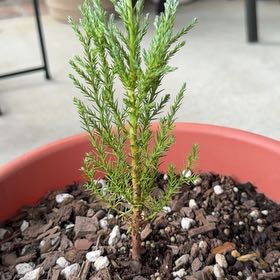 Photo of the plant species Sequoiadendron Giganteum by @GraysOasis named Demi on Greg, the plant care app