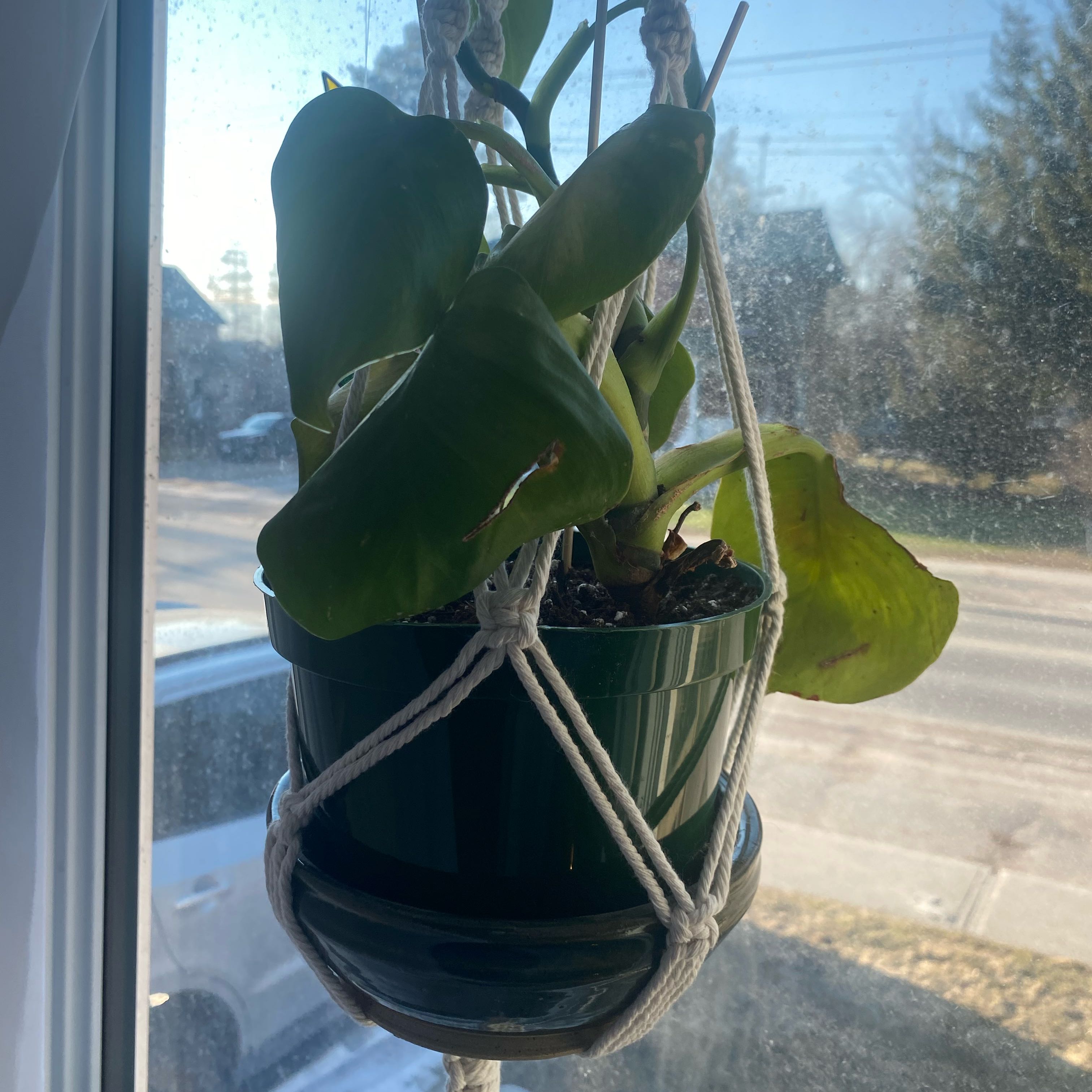 Photo of the plant species Silver Sword Philodendron by @BigPalafoxia79 named S S Philodendron on Greg, the plant care app