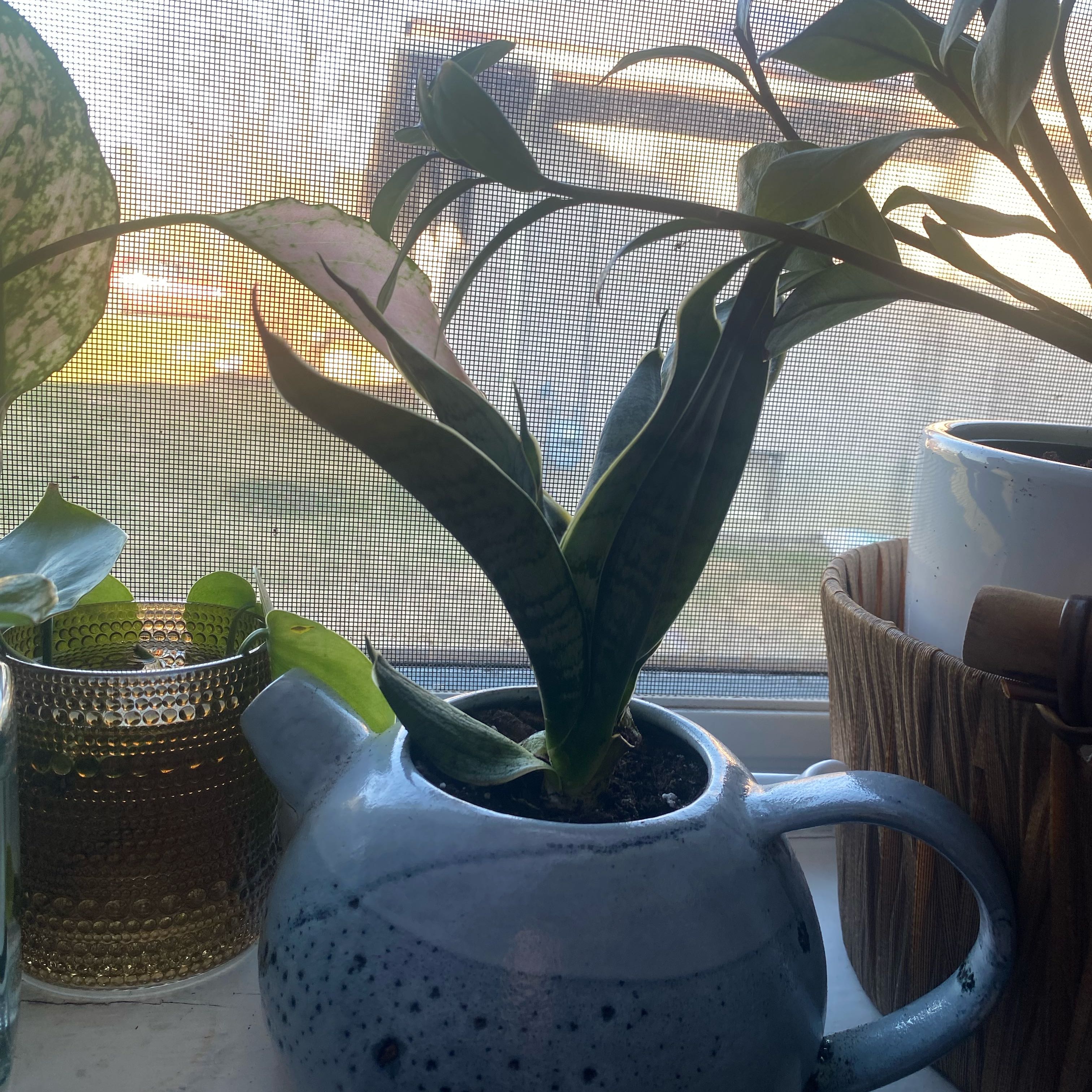 Photo of the plant species Jaboa Sansevieria by @BigPalafoxia79 named Teapot Snake Plant on Greg, the plant care app