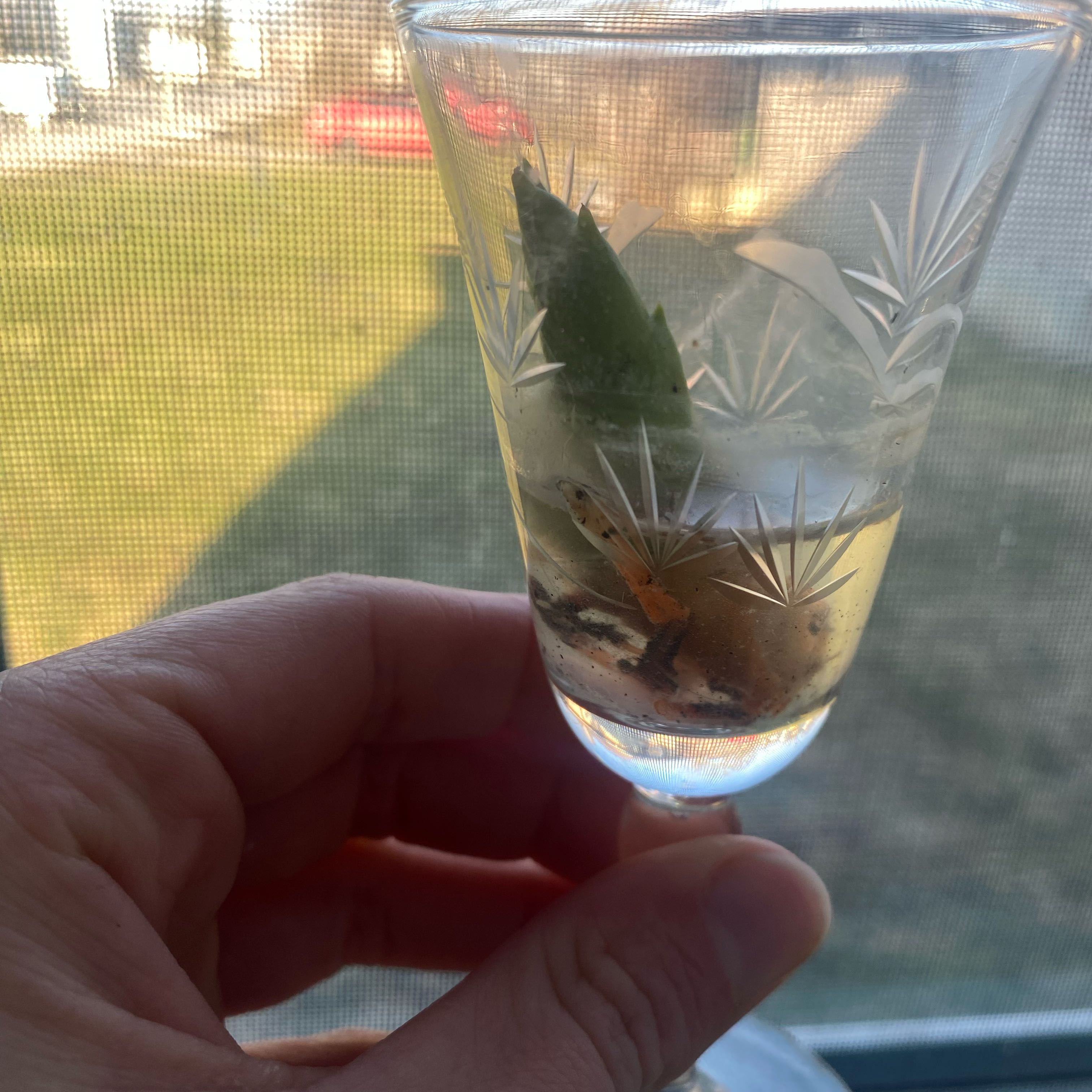 Photo of the plant species Jaboa Sansevieria by @BigPalafoxia79 named Snake Propagation on Greg, the plant care app