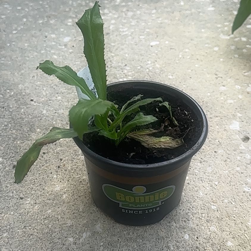 Photo of the plant species Recao by @ProJonquil24 named Recao on Greg, the plant care app