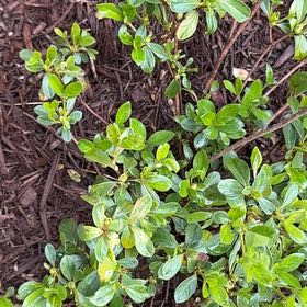 Photo of the plant species Redclaws by @MajordomoMiro52 named Dax on Greg, the plant care app