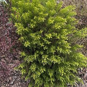 Photo of the plant species Japanese Cedar by @FitRedlog86 named Kylie on Greg, the plant care app