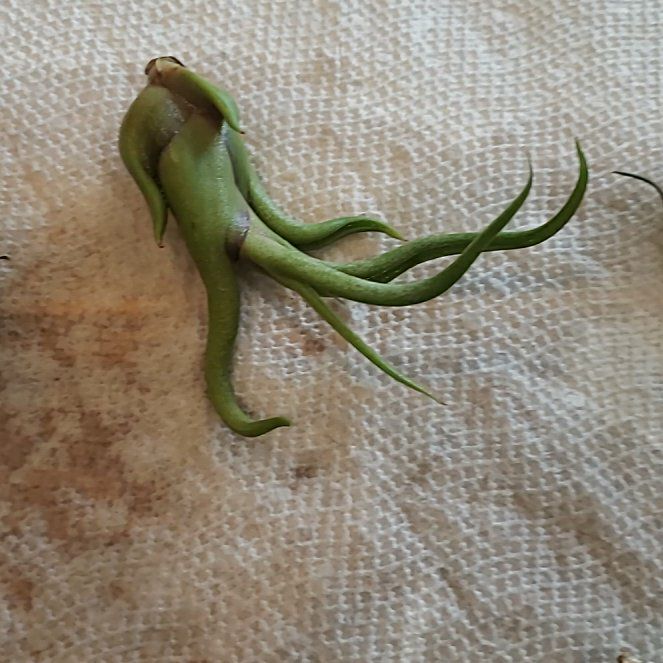 Photo of the plant species Potbelly Air Plant by @ArtisanMelon99 named Taylor Swift on Greg, the plant care app