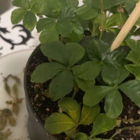 Photo of the plant species Verona Vein by @TotalGrapeivy20 named Surya on Greg, the plant care app