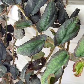 Photo of the plant species Watermelon Begonia by @StarryCatmint19 named Sigmund on Greg, the plant care app