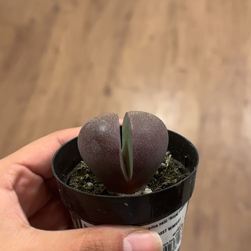 Photo of the plant species Royal Flush Split Rock by @HandyMayten90 named Figyonce on Greg, the plant care app