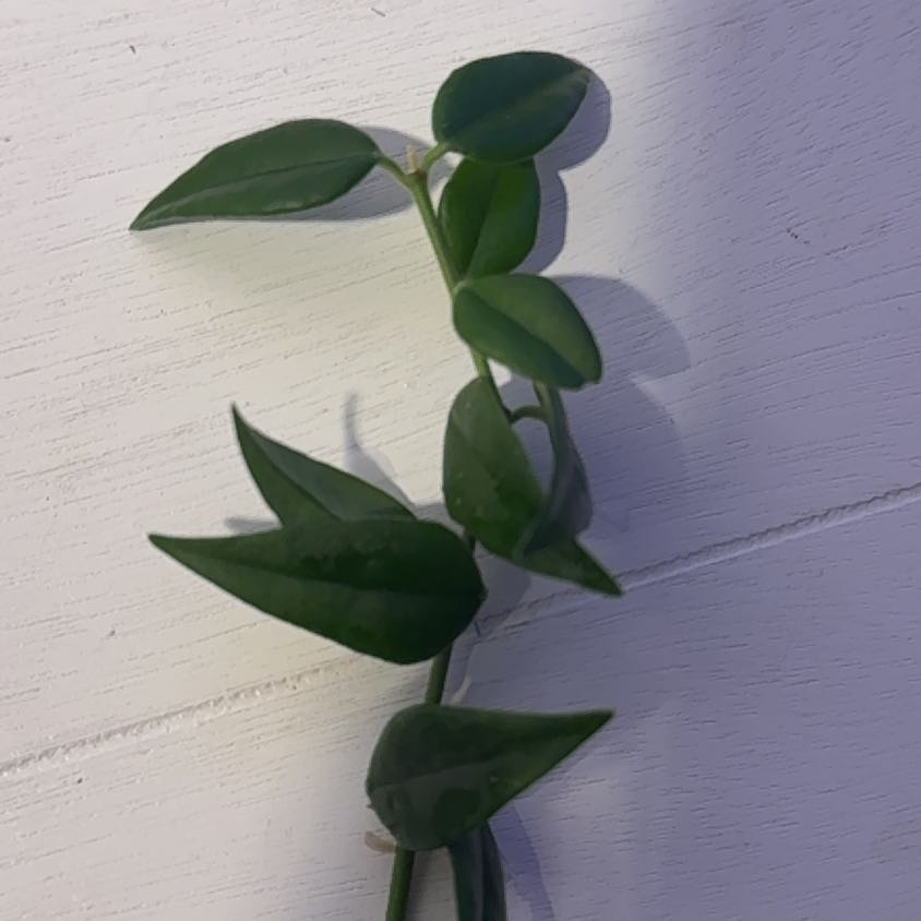 Photo of the plant species Hoya Bella by @HandyMayten90 named Surya on Greg, the plant care app