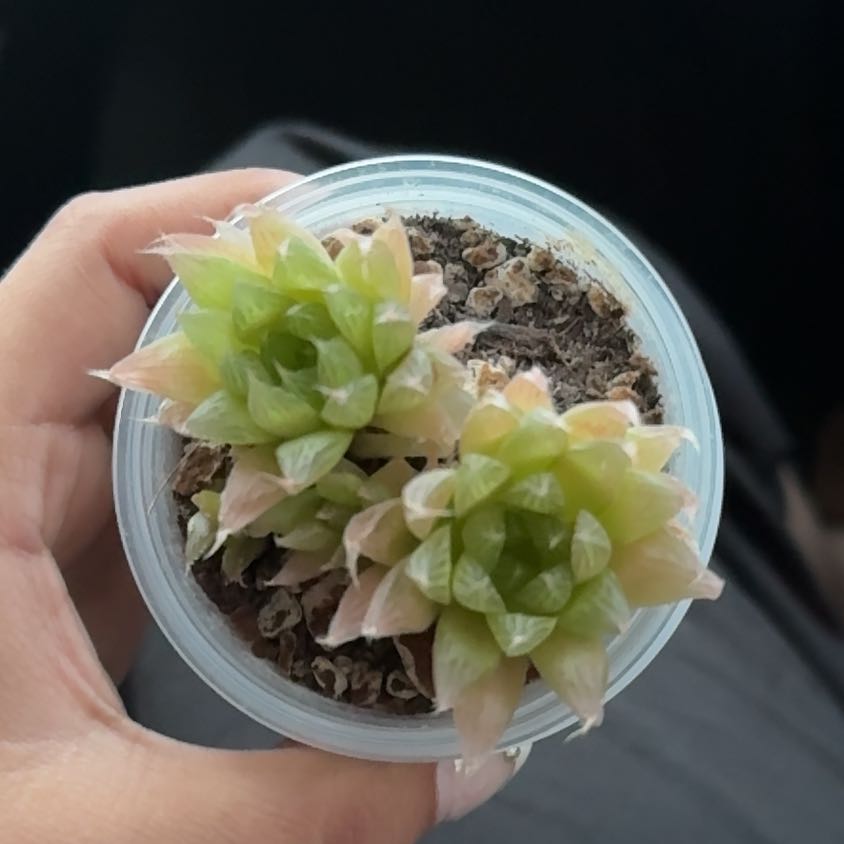 Photo of the plant species Haworthia decipiens var. decipiens by @HandyMayten90 named Dolores on Greg, the plant care app