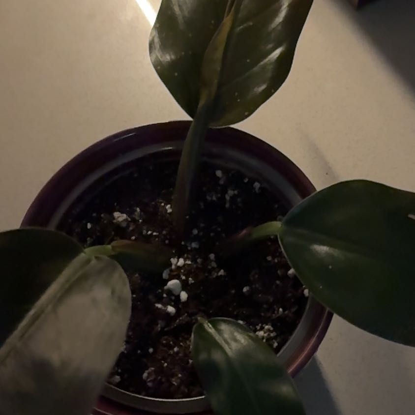 Photo of the plant species Philodendron 'Imperial Red' by @HandyMayten90 named Oscar on Greg, the plant care app
