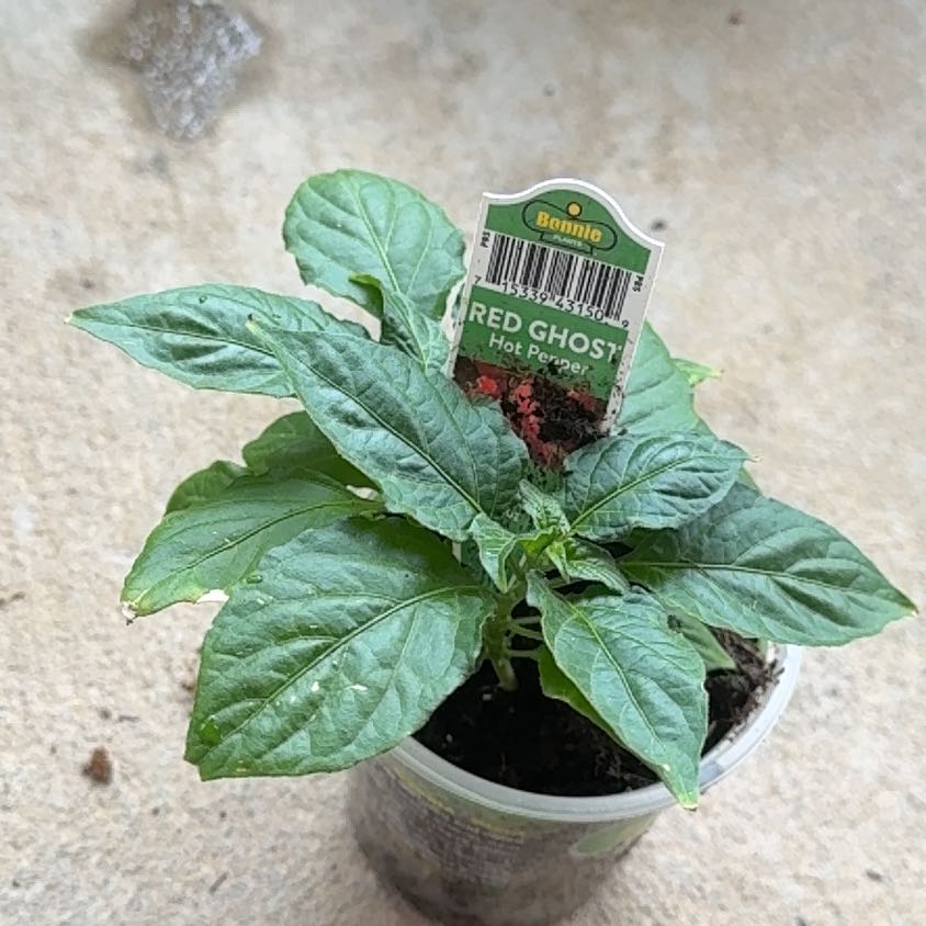 Photo of the plant species Red Ghost Super Hot Pepper by @SplendidSalal83 named Demi on Greg, the plant care app