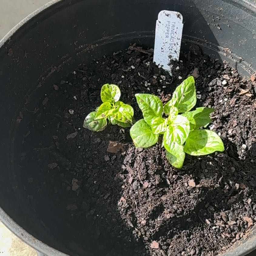 Photo of the plant species Trinidad Moruga Scorpion by @SplendidSalal83 named Zeus on Greg, the plant care app