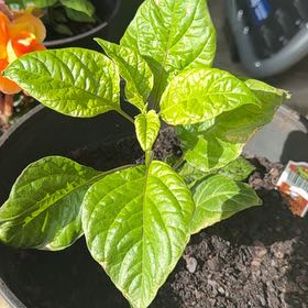 Photo of the plant species Carolina Reaper by @SplendidSalal83 named Duke on Greg, the plant care app