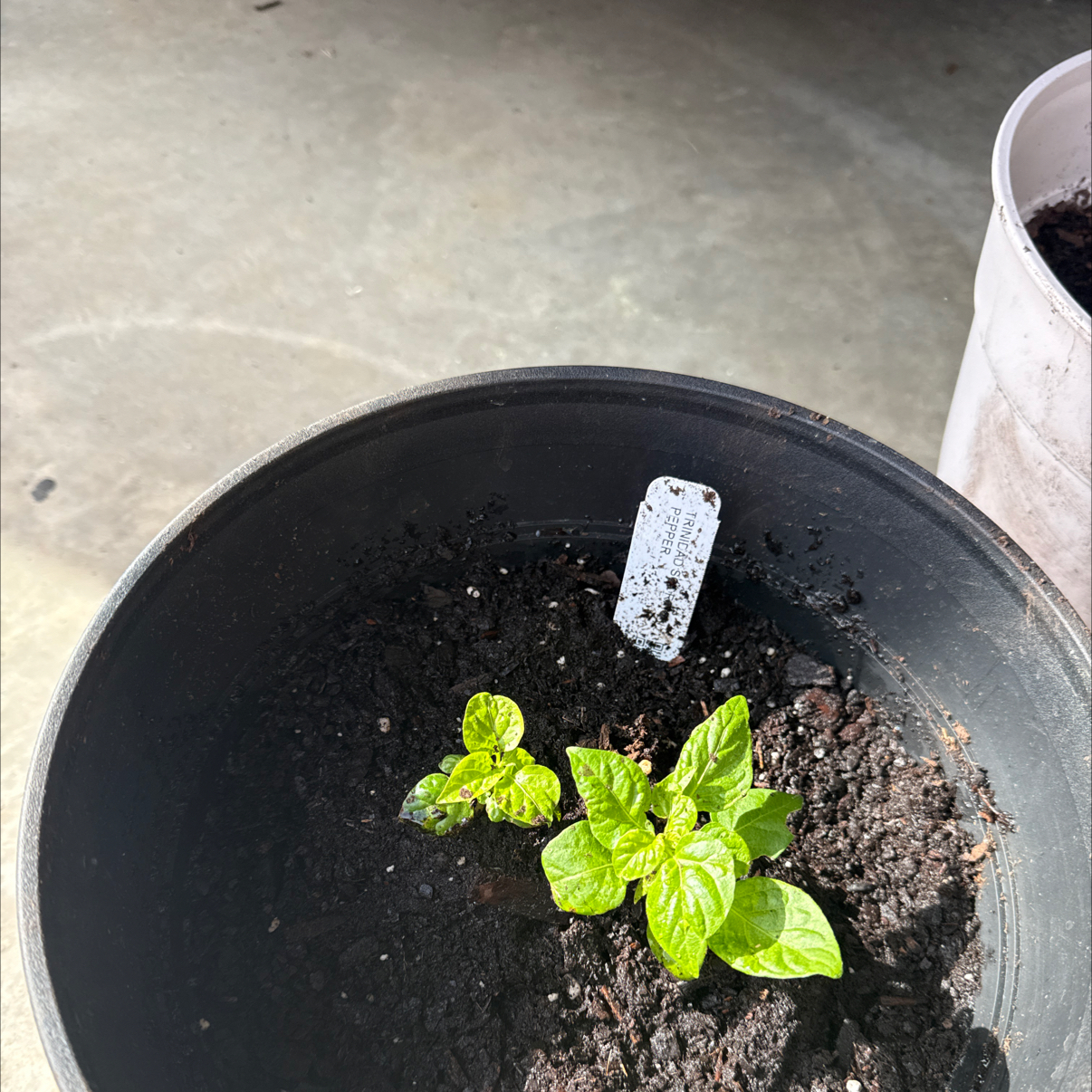 Photo of the plant species Trinidad Moruga Scorpion by @SplendidSalal83 named Achilles on Greg, the plant care app