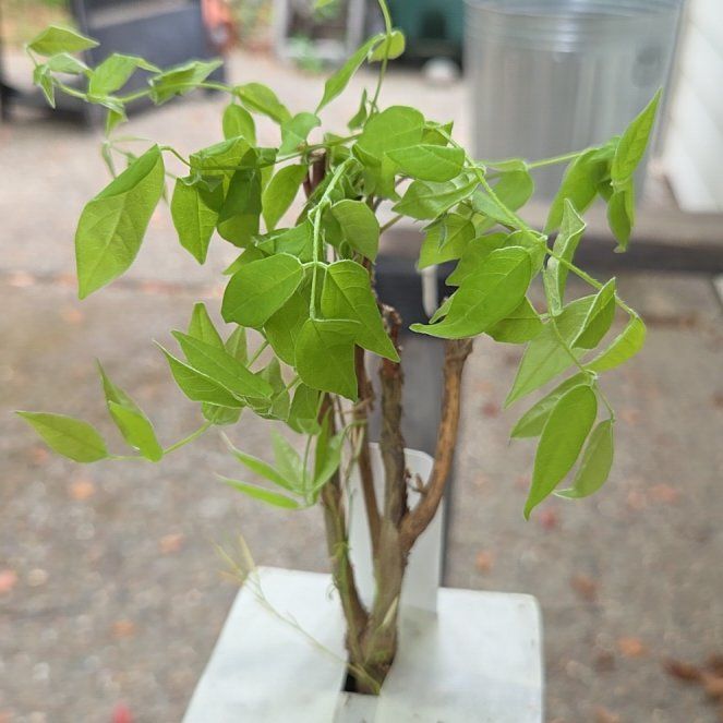 Photo of the plant species Amethyst Falls Wisteria by @FitAgave52 named Violet on Greg, the plant care app