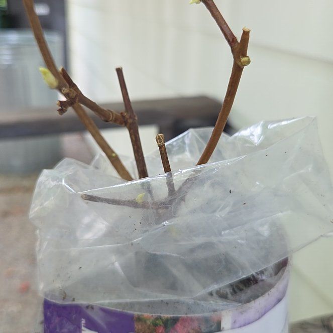 Photo of the plant species Panicle Hydrangea by @FitAgave52 named Pinki on Greg, the plant care app