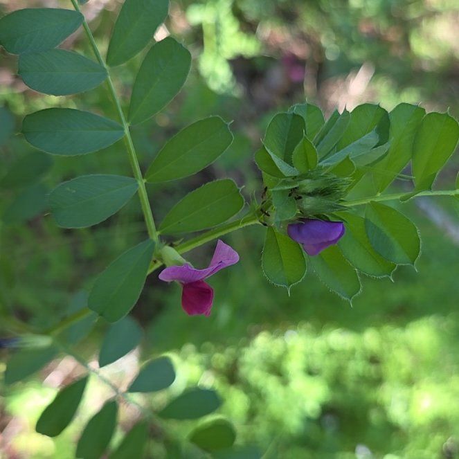 Photo of the plant species Garden Vetch by @FitAgave52 named Hemingway on Greg, the plant care app