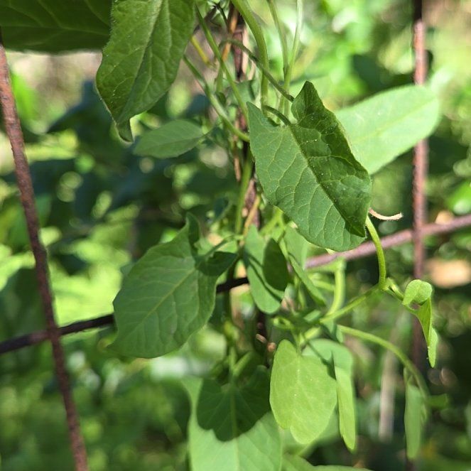 Photo of the plant species Corn Bind by @FitAgave52 named Nithin on Greg, the plant care app