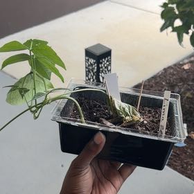 Photo of the plant species Lima Bean by @SupermanMyagrum named Foxxy on Greg, the plant care app