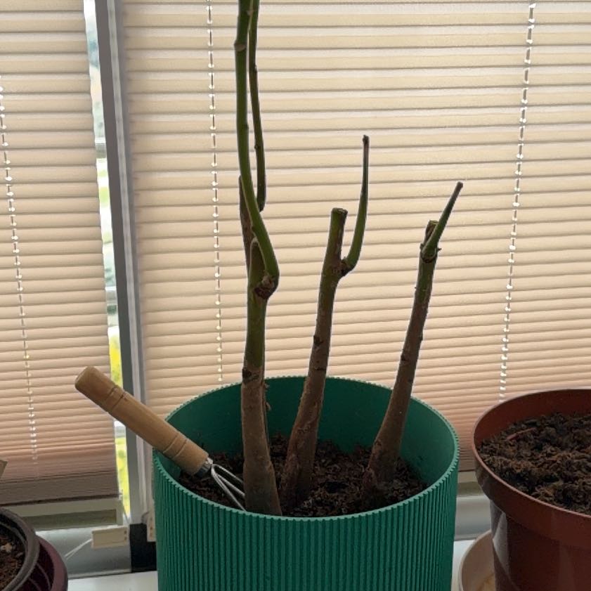 Photo of the plant species Pachira by @QuesterPlain49 named Terra on Greg, the plant care app