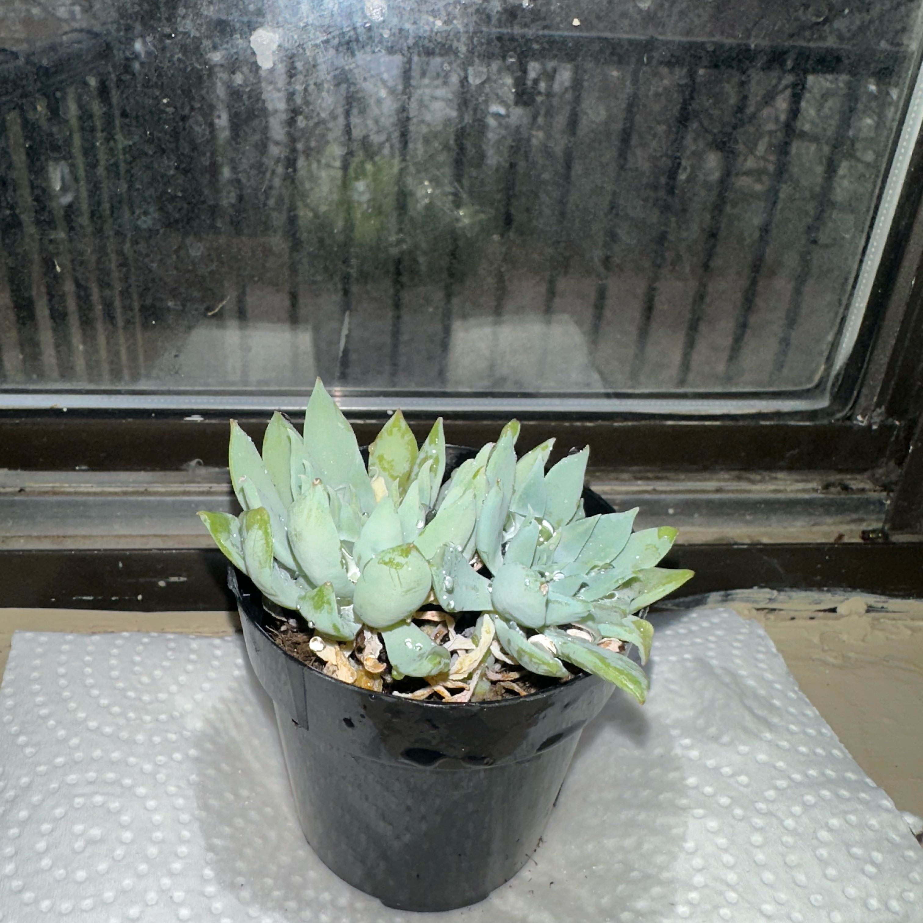 Photo of the plant species Giant Chalk Dudleya by @CozyStonecrop34 named Athena on Greg, the plant care app