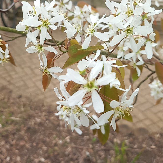 Photo of the plant species Serviceberry by @WellmadeLentil named Beckham on Greg, the plant care app