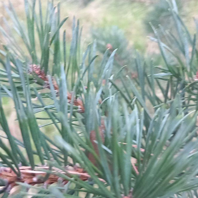Photo of the plant species Scots Pine by @WellmadeLentil named Nithin on Greg, the plant care app