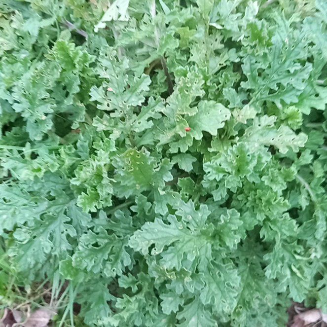 Photo of the plant species Senecio Jacobaea by @WellmadeLentil named Bigleef Smalls on Greg, the plant care app