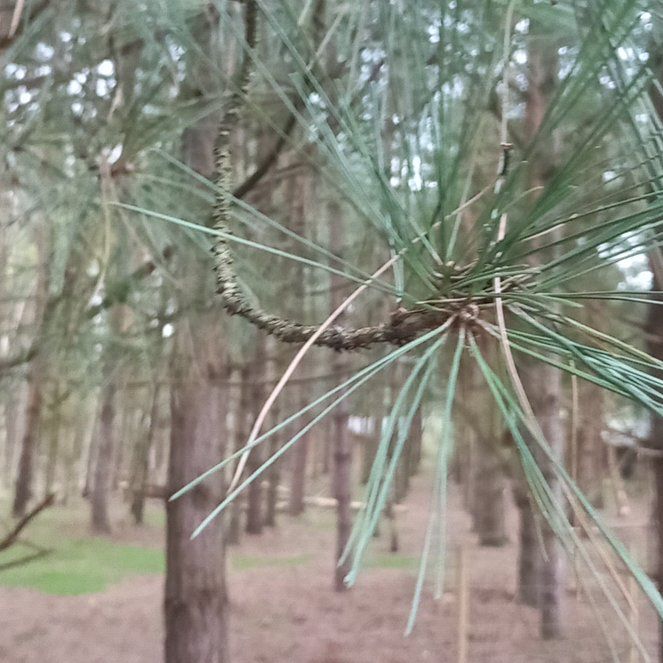 Photo of the plant species Loblolly Pine by @WellmadeLentil named Navajo on Greg, the plant care app
