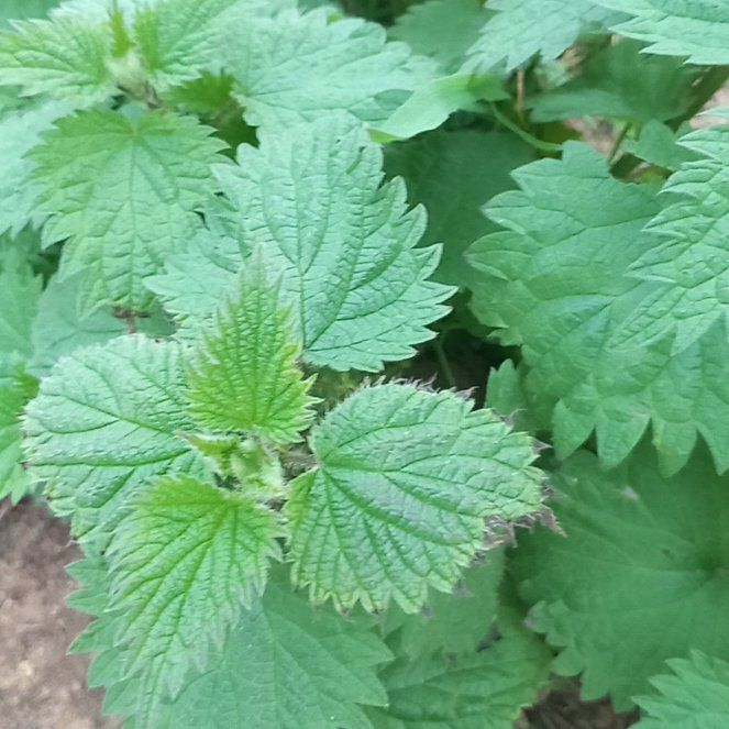 Photo of the plant species Hoary Stinging Nettle by @WellmadeLentil named Dolores on Greg, the plant care app