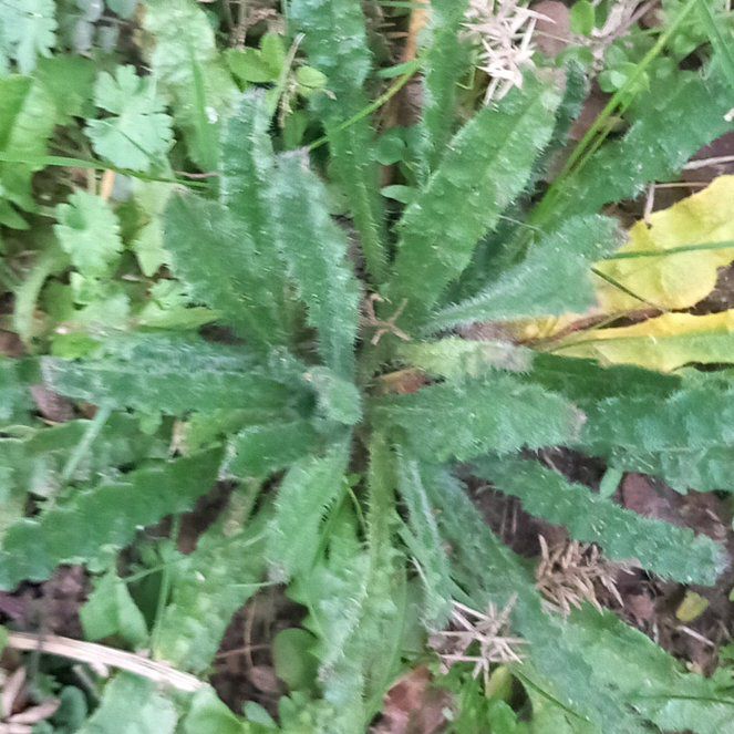 Photo of the plant species Bristly Oxtongue by @WellmadeLentil named Planty on Greg, the plant care app