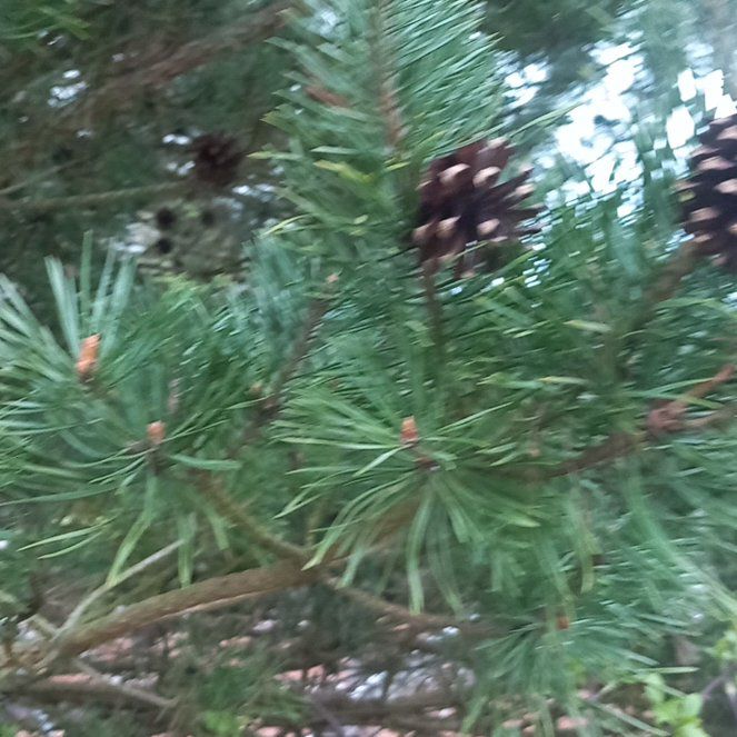 Photo of the plant species Scots Pine by @WellmadeLentil named Scarlett on Greg, the plant care app