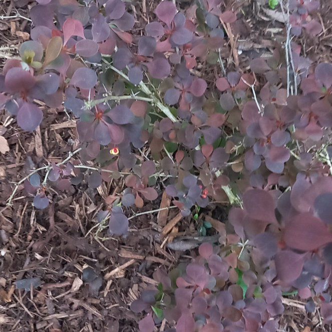 Photo of the plant species Common Yellow Woodsorrel by @WellmadeLentil named Plato on Greg, the plant care app