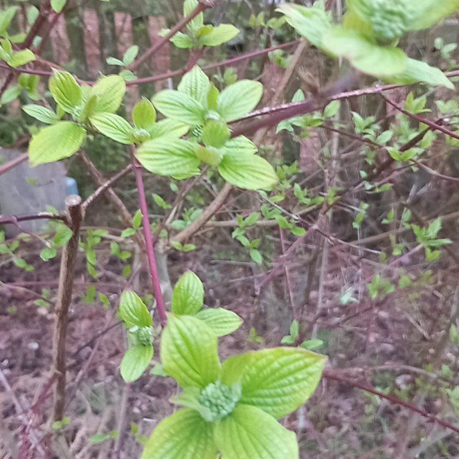 Photo of the plant species Common Dogwood by @WellmadeLentil named Kendall on Greg, the plant care app