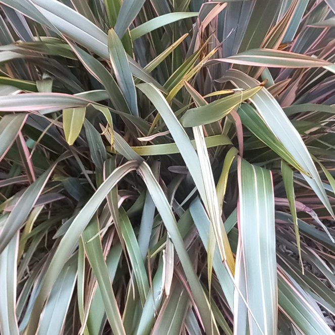 Photo of the plant species Mountain Flax by @WellmadeLentil named Sanders on Greg, the plant care app