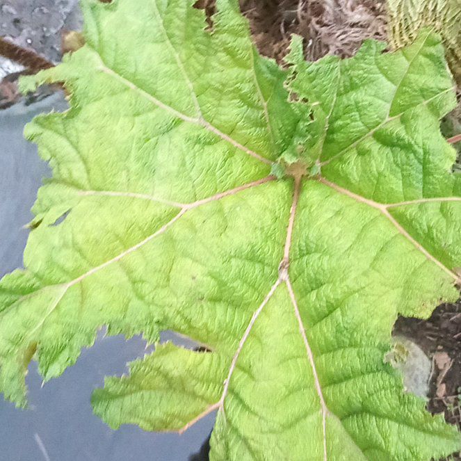 Photo of the plant species Giant Rhubarb by @WellmadeLentil named Apollo on Greg, the plant care app