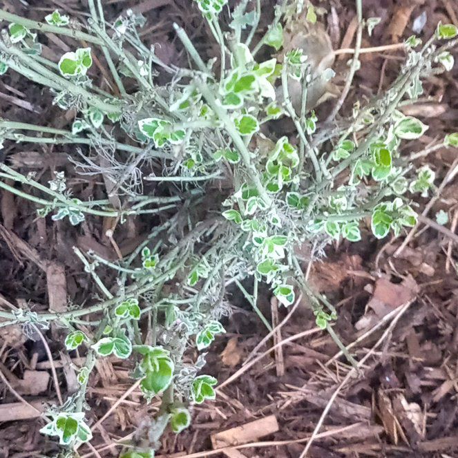 Photo of the plant species Fernleaf Lavender by @WellmadeLentil named Shakira on Greg, the plant care app