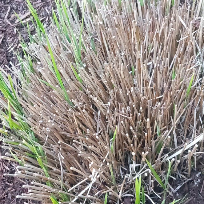 Photo of the plant species Spreading Rush by @WellmadeLentil named Kobe on Greg, the plant care app
